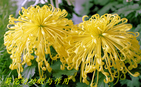 菊花茶會解藥性嗎 菊花茶會傷胃嗎