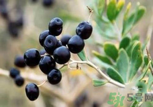 黑枸杞可以壯陽(yáng)嗎？黑枸杞壯陽(yáng)效果怎么樣？