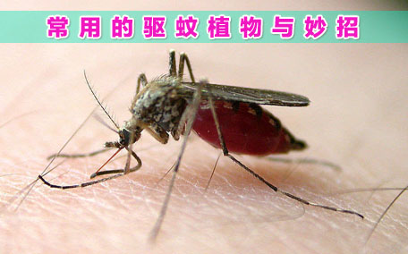 驅(qū)蚊貼的原理 驅(qū)蚊貼的成分