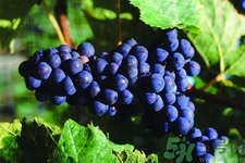 葡萄種植的基本流程？葡萄種植的方法？