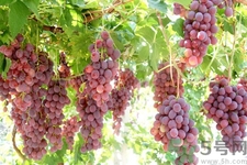 葡萄種植的基本流程？葡萄種植的方法？