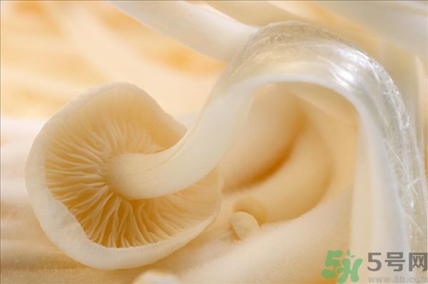 致癌金針菇怎么鑒別？如何選購金針菇？