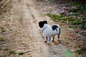 狗可以吃夏威夷果嗎？小狗吃夏威夷果會怎樣？