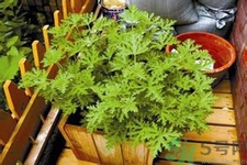 驅(qū)蚊草可以驅(qū)蚊嗎？驅(qū)蚊草有用嗎？