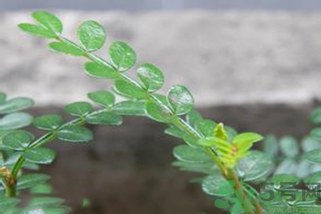 驅(qū)蚊草可以驅(qū)蚊嗎？驅(qū)蚊草有用嗎？