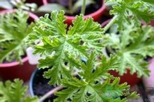 驅(qū)蚊草可以驅(qū)蚊嗎？驅(qū)蚊草有用嗎？