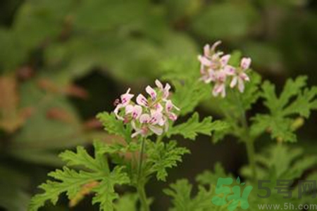 驅蚊草對寶寶有害嗎？驅蚊草對寶寶有影響嗎？