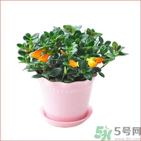 金魚吊蘭掉葉子怎么辦?金魚吊蘭為什么掉葉子