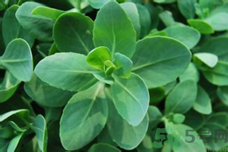 驅(qū)蚊草孕婦可以聞嗎？驅(qū)蚊草對孕婦有害嗎？