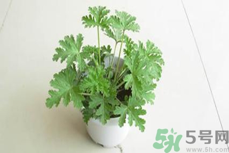 驅(qū)蚊草孕婦可以聞嗎？驅(qū)蚊草對孕婦有害嗎？