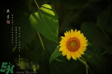 大暑吃什么水果？大暑吃什么水果養(yǎng)生？