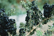 黑枸杞小孩可以吃嗎？黑枸杞小孩吃有什么好處？