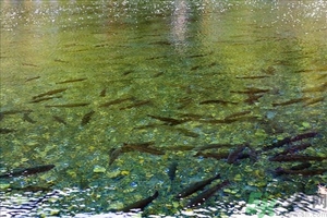 洪水里的魚能吃嗎？洪水里的魚可不可以吃？