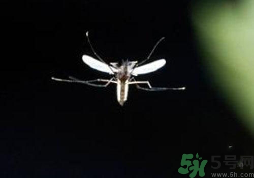 裂谷熱病怎么治？裂谷熱病的癥狀有哪些？