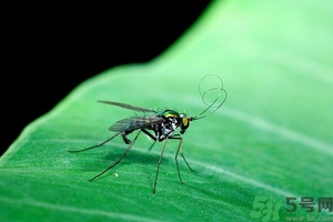 小飛蟲(chóng)怎么消滅？小飛蟲(chóng)怎么生出來(lái)的？