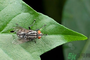 小飛蟲怎么消滅？小飛蟲怎么生出來的？