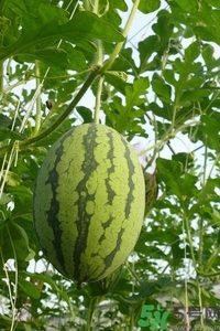 西瓜打針是真的嗎？西瓜打藥了是什么樣子？