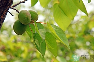 青杏子能吃嗎？青杏子的功效與作用