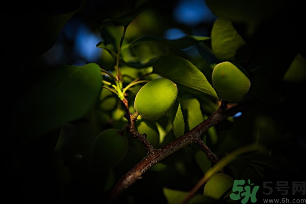 青杏子能吃嗎？青杏子的功效與作用