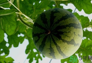 西瓜打針是真的嗎？西瓜打藥了是什么樣子？