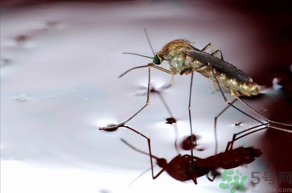 蚊子叮的癢怎么辦？蚊子叮的大包怎么辦？