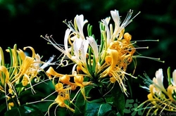 三伏天可以吃中藥嗎？三伏天吃中藥會(huì)不會(huì)上火？