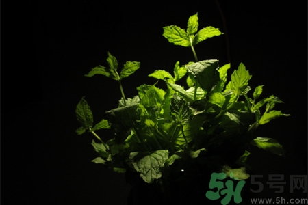 吃薄荷的好處有哪些？哪些人不能吃薄荷？