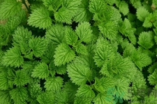 薄荷吃多了有什么壞處？吃薄荷有什么作用？