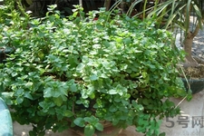 薄荷吃多了有什么壞處？吃薄荷有什么作用？