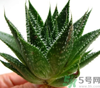 蘆薈膠會(huì)堵塞毛孔嗎？蘆薈膠應(yīng)該怎么用？