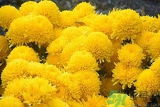 用菊花可以去黑眼圈嗎？用菊花有效去除黑眼圈的步驟？