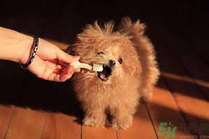 9歲男孩磨牙怎么回事？青少年磨牙是什么原因？