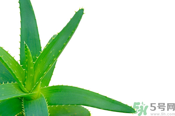 蘆薈能去斑嗎？蘆薈膠會使皮膚變黑嗎？