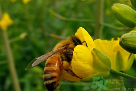 被蜜蜂蟄了怎么辦？被蜜蜂蟄了如何處理？
