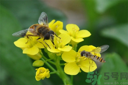 被蜜蜂蟄了怎么辦？被蜜蜂蟄了如何處理？