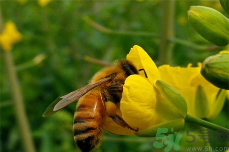 被蜜蜂螫了有什么表現(xiàn)？被蜜蜂螫了的癥狀是什么？