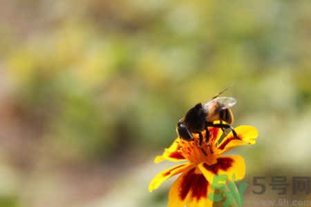 被蜜蜂螫了有什么表現(xiàn)？被蜜蜂螫了的癥狀是什么？