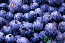 怎么挑選藍(lán)莓？藍(lán)莓怎么保存？