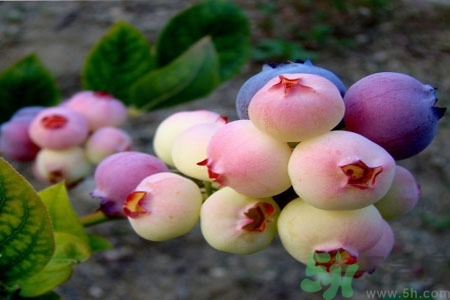 怎么挑選藍莓？藍莓怎么保存？