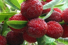 楊梅怎么洗？楊梅怎么保存？