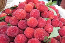 楊梅怎么洗？楊梅怎么保存？