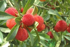 楊梅怎么洗？楊梅怎么保存？