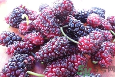 桑葚怎么洗？桑葚怎么保存？