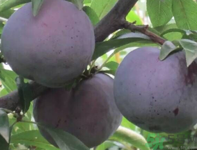 吃黑布林會上火嗎？黑布林吃多了會怎樣？