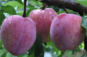 黑布林可以放冰箱嗎？黑布林放冰箱變色怎么回事？