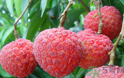 黑布林可以放冰箱嗎？黑布林放冰箱變色怎么回事？