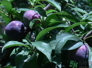 吃黑布林需要削皮嗎？黑布林皮可以吃嗎？