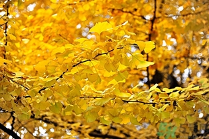 立秋貼秋膘吃什么？貼秋膘吃什么？