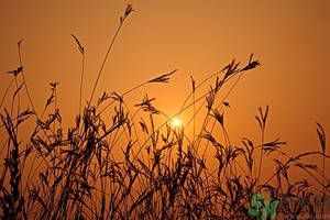 立秋吃餃子嗎？立秋為什么要吃餃子？