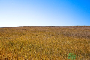 立秋為什么要吃西瓜？立秋吃羊肉好嗎？